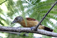 Thamnophilus doliatus